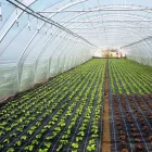 14 üzleti kép AGROFOL MAGYARORSZÁG KFT. Üzleti szolgáltatások ban/ben Szeged CS