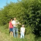 2 üzleti kép BAMBOO-BAMBUSZ FAISKOLA Üzletek ban/ben Kalocsa BK