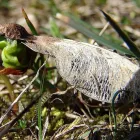 2 üzleti kép BEDROS ÉPÍTÉSZ STÚDIÓ Otthon és Építőipar ban/ben Budapest