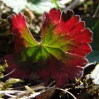 3 üzleti kép BEDROS ÉPÍTÉSZ STÚDIÓ Otthon és Építőipar ban/ben Budapest