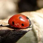 5 üzleti kép BEDROS ÉPÍTÉSZ STÚDIÓ Otthon és Építőipar ban/ben Budapest