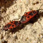 13 üzleti kép BEDROS ÉPÍTÉSZ STÚDIÓ Otthon és Építőipar ban/ben Budapest