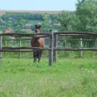 1 üzleti kép BIOFARM LOVARDA Üzleti szolgáltatások ban/ben Kajászó FE
