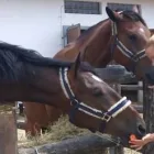 3 üzleti kép BIOFARM LOVARDA Üzleti szolgáltatások ban/ben Kajászó FE