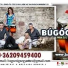 1 üzleti kép BÚGÓCSIGA MUSIC PRODUCTION Zene, népzene, fesztivál ban/ben Balatonfüred VE