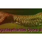 1 üzleti kép DUGULÁSELHÁRÍTÁS GÖDÖLLŐ Otthon és Építőipar ban/ben Gödöllő PE