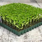 1 üzleti kép FÓRUMKERT KERTÉSZETI SZAKÜZLET Kertészet ban/ben Veszprem VE