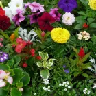 4 üzleti kép FÓRUMKERT KERTÉSZETI SZAKÜZLET Kertészet ban/ben Veszprem VE