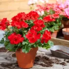 8 üzleti kép FÓRUMKERT KERTÉSZETI SZAKÜZLET Kertészet ban/ben Veszprem VE