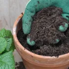 14 üzleti kép FÓRUMKERT KERTÉSZETI SZAKÜZLET Kertészet ban/ben Veszprem VE