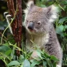 2 üzleti kép I LOVE AUSTRALIA Utazási iroda ban/ben Budapest