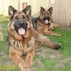 1 üzleti kép K-9 TESTŐR KUTYAISKOLA KFT Sport & Szabadidő ban/ben Nyíregyháza SZ