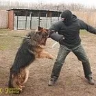 3 üzleti kép K-9 TESTŐR KUTYAISKOLA KFT Sport & Szabadidő ban/ben Nyíregyháza SZ