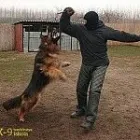 4 üzleti kép K-9 TESTŐR KUTYAISKOLA KFT Sport & Szabadidő ban/ben Nyíregyháza SZ