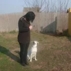 6 üzleti kép K-9 TESTŐR KUTYAISKOLA KFT Sport & Szabadidő ban/ben Nyíregyháza SZ