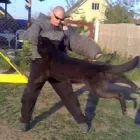 10 üzleti kép K-9 TESTŐR KUTYAISKOLA KFT Sport & Szabadidő ban/ben Nyíregyháza SZ