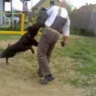 11 üzleti kép K-9 TESTŐR KUTYAISKOLA KFT Sport & Szabadidő ban/ben Nyíregyháza SZ