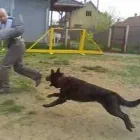 12 üzleti kép K-9 TESTŐR KUTYAISKOLA KFT Sport & Szabadidő ban/ben Nyíregyháza SZ