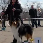 1 üzleti kép KALEIDO STAR KENNEL KFT Ipar & Mezőgazdaság ban/ben Cinkota BU