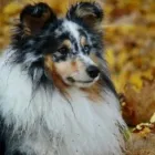 2 üzleti kép KALEIDO STAR KENNEL KFT Ipar & Mezőgazdaság ban/ben Cinkota BU