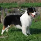 3 üzleti kép KALEIDO STAR KENNEL KFT Ipar & Mezőgazdaság ban/ben Cinkota BU