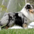 4 üzleti kép KALEIDO STAR KENNEL KFT Ipar & Mezőgazdaság ban/ben Cinkota BU