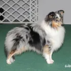 5 üzleti kép KALEIDO STAR KENNEL KFT Ipar & Mezőgazdaság ban/ben Cinkota BU