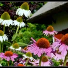 1 üzleti kép KERTCENTRUM ZAMÁRDI-FELSŐ Kertészet ban/ben Zamárdi SO