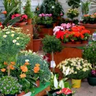 3 üzleti kép KERTCENTRUM ZAMÁRDI-FELSŐ Kertészet ban/ben Zamárdi SO