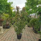 7 üzleti kép KERTCENTRUM ZAMÁRDI-FELSŐ Kertészet ban/ben Zamárdi SO