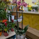 1 üzleti kép KISS VIRÁG VIRÁGBOLT Virágok, virágpiac, virágküldés ban/ben Pápa VE