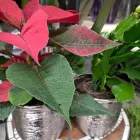 2 üzleti kép KISS VIRÁG VIRÁGBOLT Virágok, virágpiac, virágküldés ban/ben Pápa VE