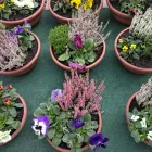 3 üzleti kép KISS VIRÁG VIRÁGBOLT Virágok, virágpiac, virágküldés ban/ben Pápa VE