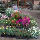 5 üzleti kép KISS VIRÁG VIRÁGBOLT Virágok, virágpiac, virágküldés ban/ben Pápa VE