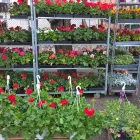 6 üzleti kép KISS VIRÁG VIRÁGBOLT Virágok, virágpiac, virágküldés ban/ben Pápa VE