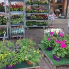 7 üzleti kép KISS VIRÁG VIRÁGBOLT Virágok, virágpiac, virágküldés ban/ben Pápa VE