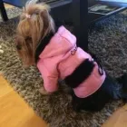 11 üzleti kép KOTI KUTYARUHA Üzleti szolgáltatások ban/ben Pápa VE