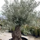 2 üzleti kép LARIX FAISKOLA Faiskolák ban/ben Miskolc BZ