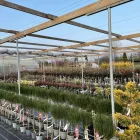 5 üzleti kép LARIX FAISKOLA Faiskolák ban/ben Miskolc BZ