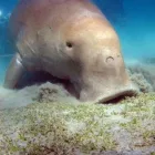 16 üzleti kép LILIOMDIVERS LTD. Utazási iroda ban/ben Hurghada