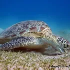 17 üzleti kép LILIOMDIVERS LTD. Utazási iroda ban/ben Hurghada