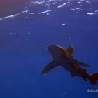 19 üzleti kép LILIOMDIVERS LTD. Utazási iroda ban/ben Hurghada