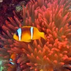 20 üzleti kép LILIOMDIVERS LTD. Utazási iroda ban/ben Hurghada