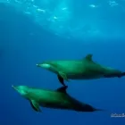 21 üzleti kép LILIOMDIVERS LTD. Utazási iroda ban/ben Hurghada