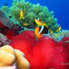 22 üzleti kép LILIOMDIVERS LTD. Utazási iroda ban/ben Hurghada