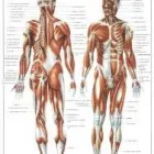 1 üzleti kép MOBIL MASSZŐR MASSZÁZS SZOLGALAT Szépségszalon, kozmetika ban/ben Siófok SO