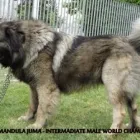 2 üzleti kép RÓMAI MANDULA KENNEL Üzletek ban/ben Budapest