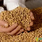 4 üzleti kép SOYA GROUP KFT. Vendéglátás ban/ben Győr GS