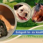 1 üzleti kép SZÖGEDI LÓ ÉS KISÁLLAT AMBULANCIA Állategészségügyi szolgáltatások ban/ben Szeged CS