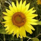 2 üzleti kép TÍBER MÉHÉSZET Méhészet ban/ben Hosszúhetény BA